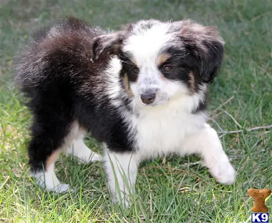 Miniature Australian Shepherd