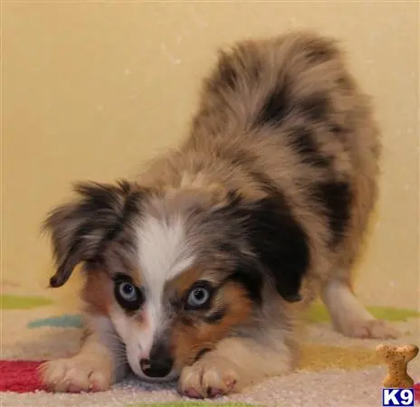 Miniature Australian Shepherd