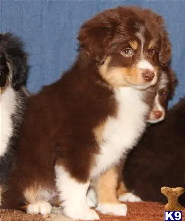 Miniature Australian Shepherd