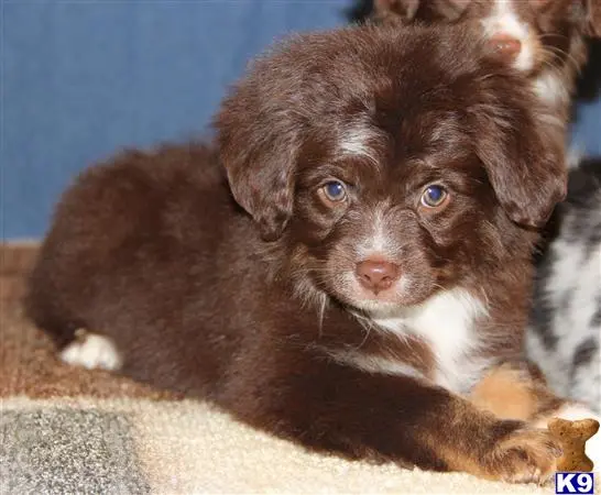 Miniature Australian Shepherd