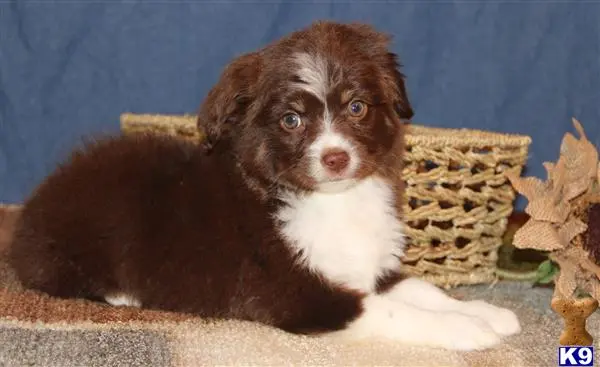 Miniature Australian Shepherd