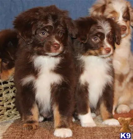 Miniature Australian Shepherd