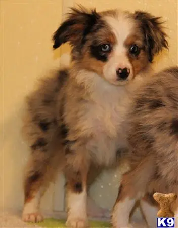 Miniature Australian Shepherd