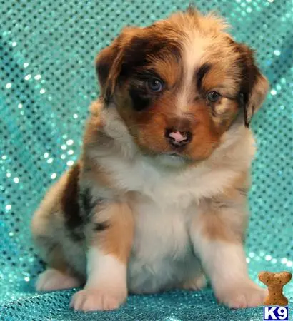 Miniature Australian Shepherd