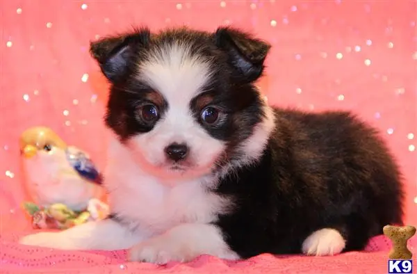 Miniature Australian Shepherd