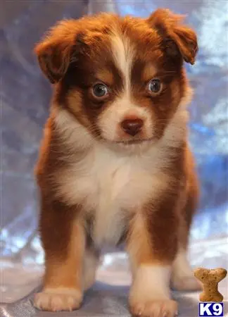 Miniature Australian Shepherd