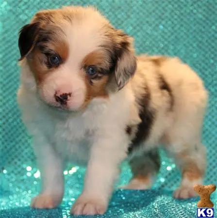 Miniature Australian Shepherd