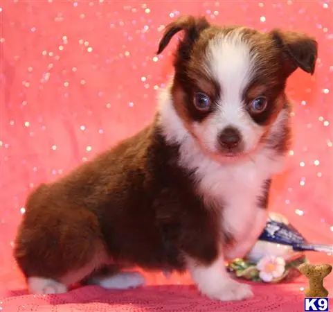 Miniature Australian Shepherd