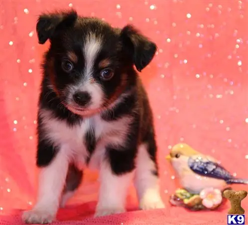 Miniature Australian Shepherd