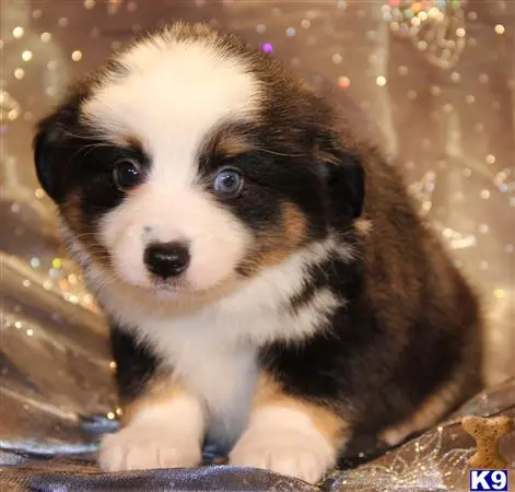 Miniature Australian Shepherd