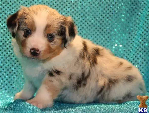 Miniature Australian Shepherd