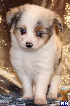 Miniature Australian Shepherd