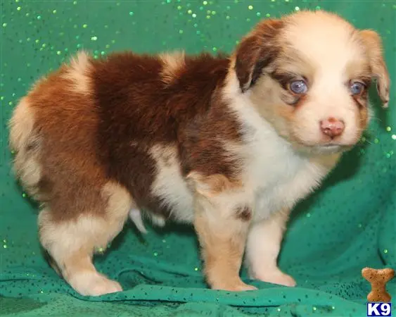 Miniature Australian Shepherd