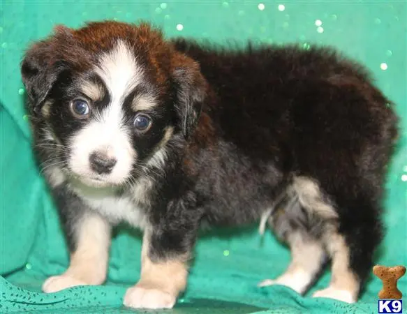 Miniature Australian Shepherd