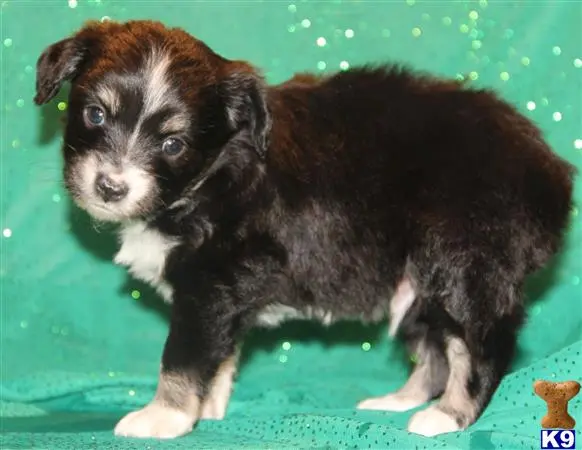 Miniature Australian Shepherd