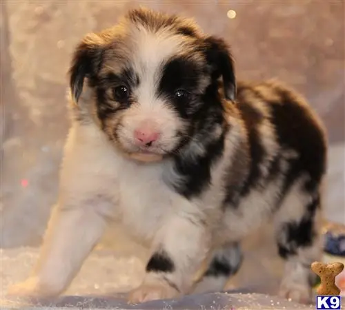 Miniature Australian Shepherd