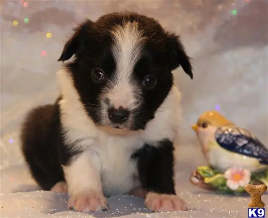 Miniature Australian Shepherd