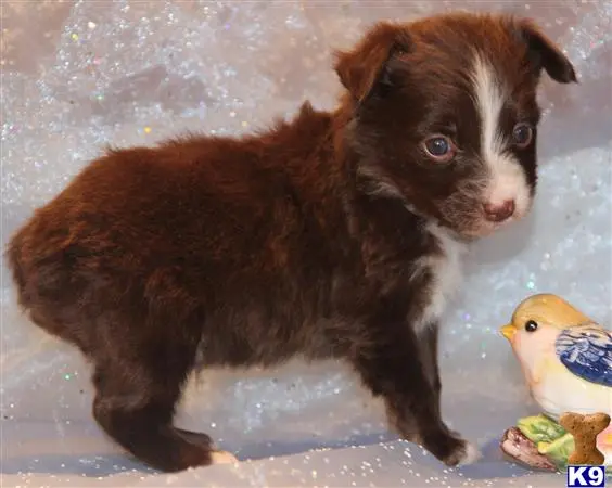 Miniature Australian Shepherd