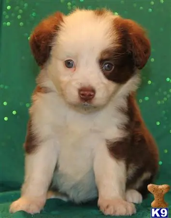 Miniature Australian Shepherd