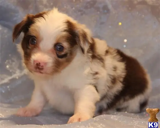 Miniature Australian Shepherd