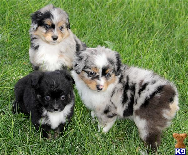 blue merle miniature australian shepherd puppies for sale miniature australian shepherd puppy for sale lulu blue merle 4 years blue merle miniature australian shepherd puppies for sale miniature australian shepherd puppy for sale lulu blue merle 4 years