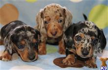 dachshund puppy posted by kkzlm5