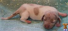 dachshund puppy posted by kkzlm5