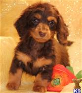 dachshund puppy posted by kkzlm5