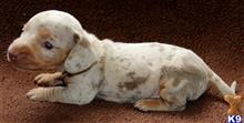 dachshund puppy posted by kkzlm5