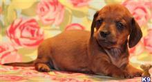 dachshund puppy posted by kkzlm5