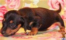 dachshund puppy posted by kkzlm5