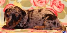 dachshund puppy posted by kkzlm5
