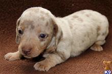 dachshund puppy posted by kkzlm5