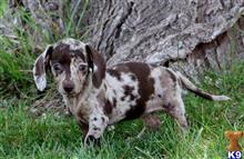 dachshund puppy posted by kkzlm5