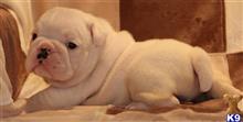 english bulldog puppy posted by kkzlm5