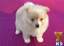 pomeranian puppy posted by klaudiakrason