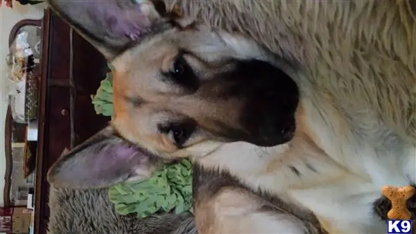 German Shepherd stud dog: a german shepherd dog with a stuffed animal
