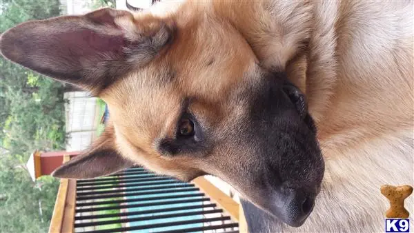 German Shepherd stud dog: a brown german shepherd dog with a black nose
