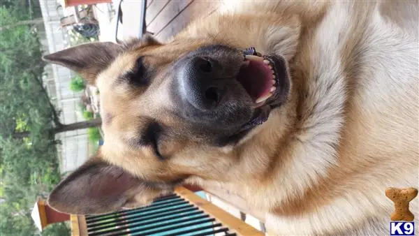 German Shepherd stud dog: a german shepherd dog with its mouth open