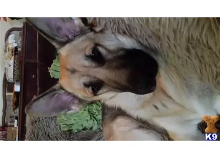 German Shepherd stud dog: a german shepherd dog with a stuffed animal
