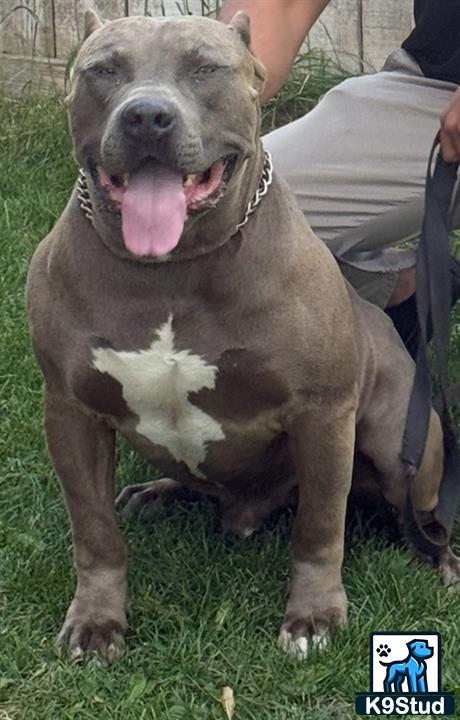 a american bully dog sitting on grass