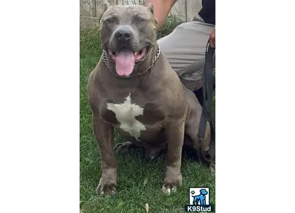 a american bully dog sitting on grass