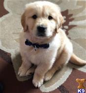 golden retriever puppy posted by klinsaudrey