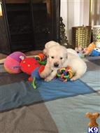 golden retriever puppy posted by klinsaudrey