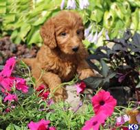 golden retriever puppy posted by klinsaudrey