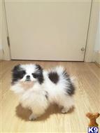 pomeranian puppy posted by klinsaudrey
