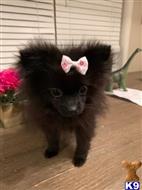 pomeranian puppy posted by klinsaudrey