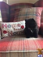 pomeranian puppy posted by klinsaudrey
