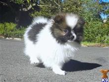 pomeranian puppy posted by klinsaudrey