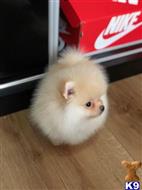 pomeranian puppy posted by klinsaudrey